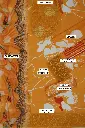 34002c71-0006-4b5d-ac16-4dbd7d88c426.webp